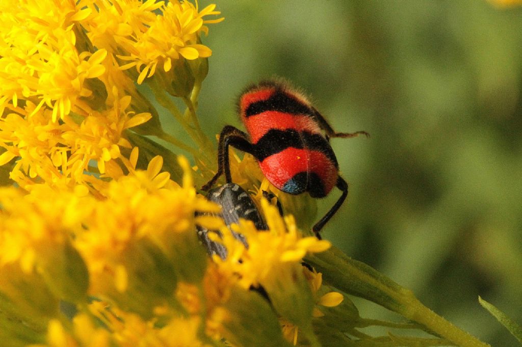 Trichodes apiarius, Cleridae